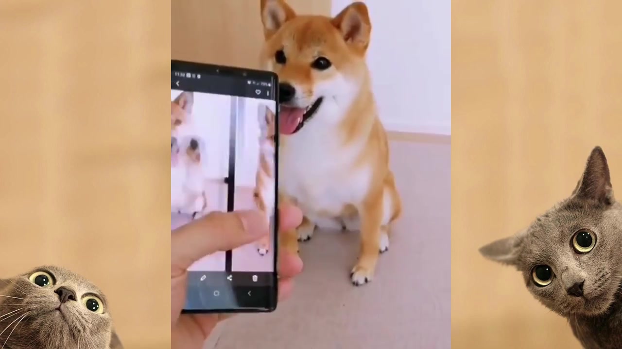 funny-dogs-videos-compilation-2022-febspot