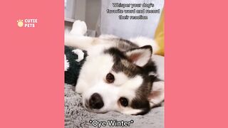 funny and cute pomsky pomeranian husky new video compilation