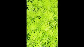 Bunga, taman , cantik,