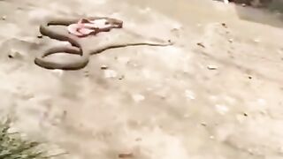 Wrong snake