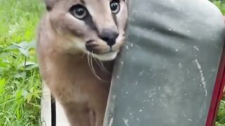 Floppa marx loves to play son