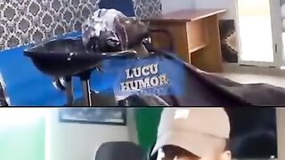 Funny viral memes