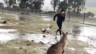 Incredibly hilarious animal moments