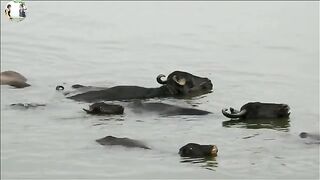 group of buffalo again bathing