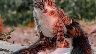a cat eating cute cat