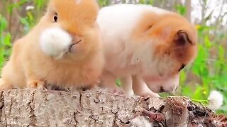 Funny rabbit and dog competing to see who can eat a dandelion faster.