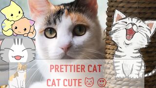 cute cat