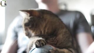 who has a cat in the house