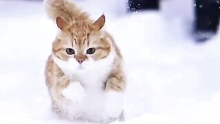 cat running in the snow