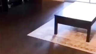 Just fun cats