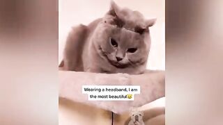 Best Of 2020 - Top Funny Pet Videos - TRY NOT TO LAUGH