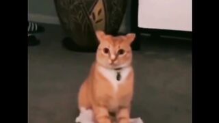 funny cats