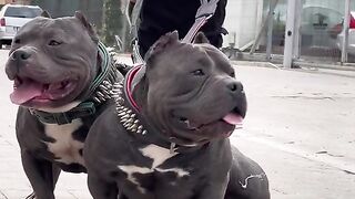 AMERICAN Bully  dogs