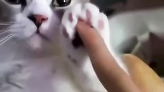 Funny cats and dogs