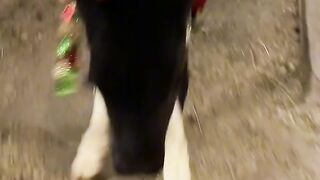 Fanny animal