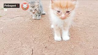 Family cats ‼️ funny cats video Compilation