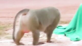 Try not to laugh guys. #Memes #funny #Shorts #viral #Laugh #Daily shorts #Daily videos #Dank memes