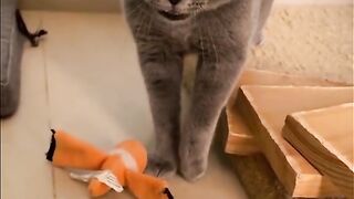 Crazy Cats 2