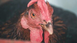 ayam jago