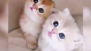 Pretty cats