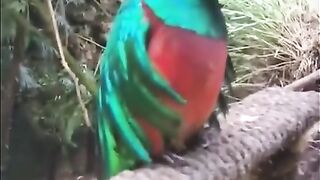 Cantos pássaros