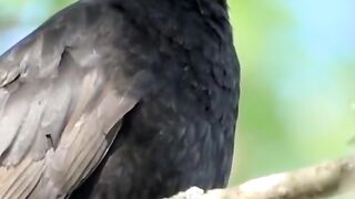 Cantos pássaros