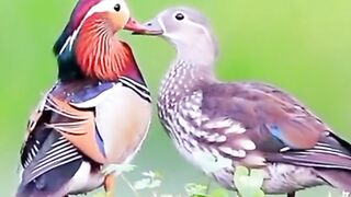 Pato mandarim