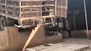 A fazenda de galinhas e patos é horrível????????????