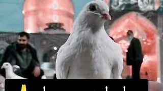 Pahle ummati bano Yar