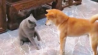 Cat Vs Dog Funny Video