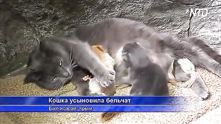 В Крыму кошка усыновила бельчат-сирот