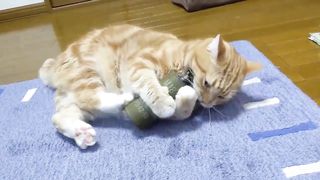 Cat pulls grenade pin