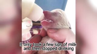 The unopened-eyed puppy rescued from a garbage pile,its fate had changed by the