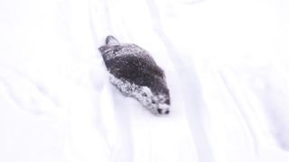 Rescued Baby Otter Was Raised by Dogs! Now Their Friendship Is Shocking.