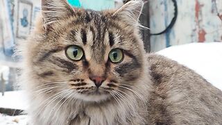 Звезда в шоке. Ой, в кошке.