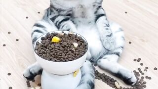 These funny cats