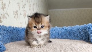 Кукольная девочка
