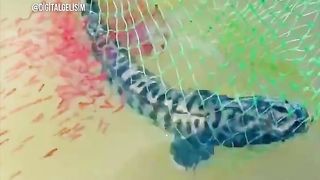 He is a kind-hearted person, he let the fish go again when he saw her babies!