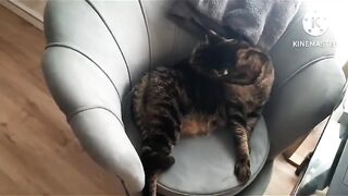 ЗНАКОМЬТЕСЬ, НАШИ КОТЕЙКИ)
