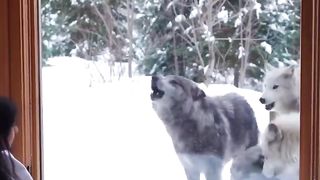 A unique wake up!