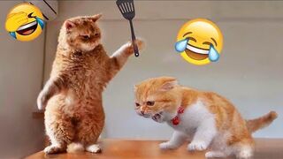 New Funny Videos 2024 Cutest Cats and Dogs