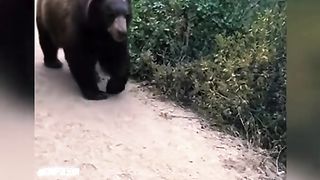 Panda Talking With Man Funny Video
