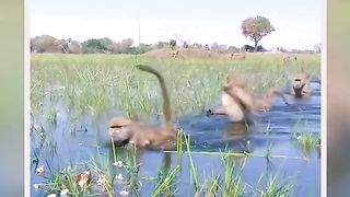 Monkeys Swimming in Water Funny Video