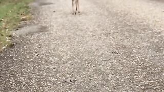Fawn Runs Toward Lady as She Asks ”Where’s Your Momma