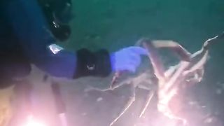 Amazing videos vol 556