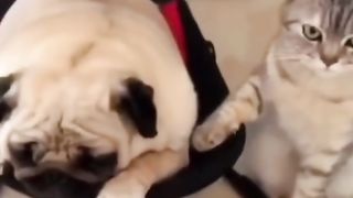 Angry Cat Swing The Dog Funny Video
