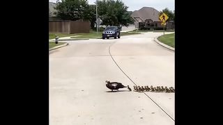 BABY ANIMALS!!!
