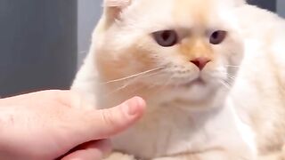 A Cat is Helping it's Owner Funny Video