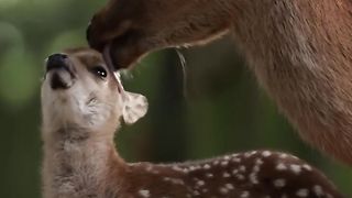 Mama Grooms Her Fawn __ ViralHog