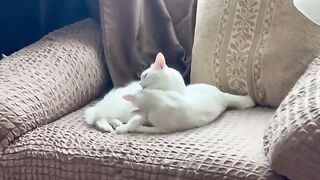 ???????????? Очень милое и трогательное видео.